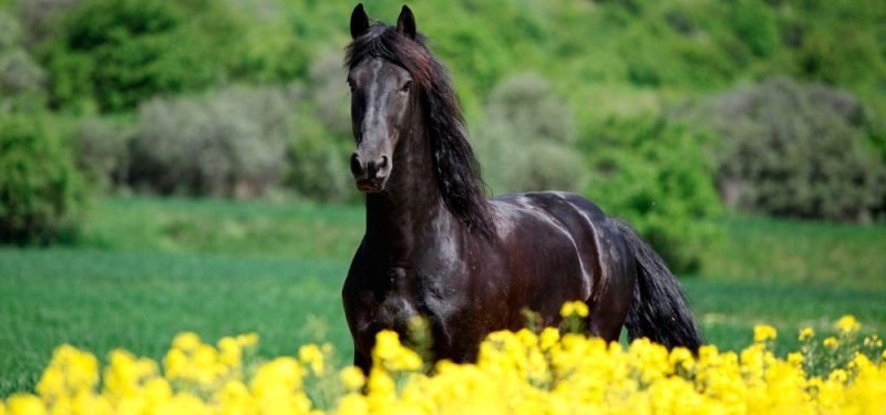 Historia de los Caballos Frisones